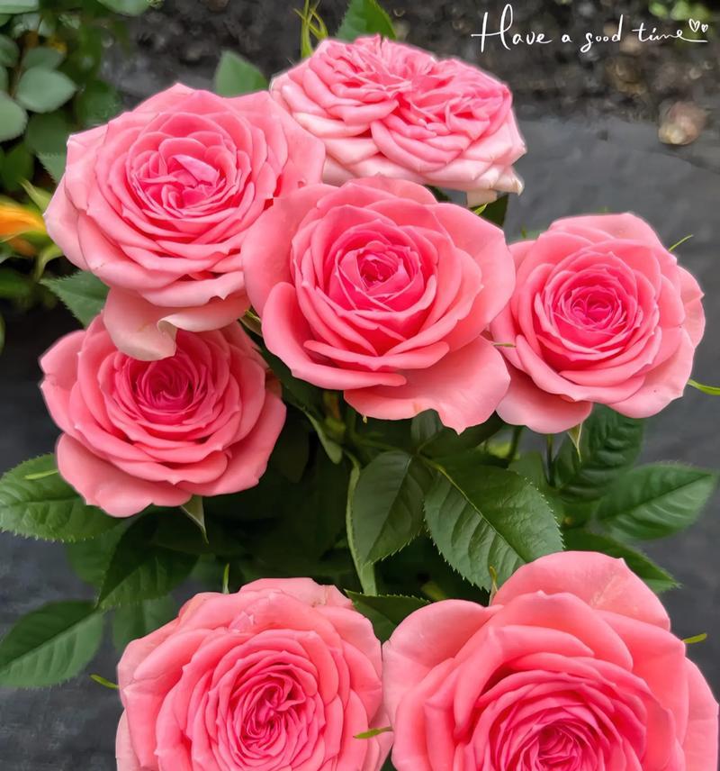 淡紫月季代表什么？淡紫月季花语有哪些含义？