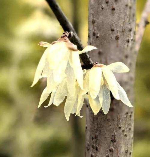 水梅花的花语有哪些？水梅花代表什么？