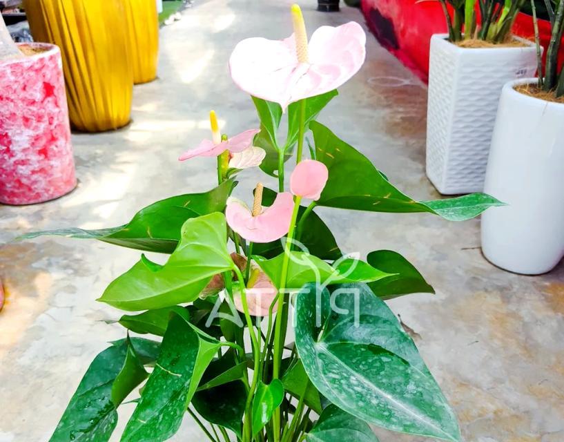 白鹤花的花语是什么？白鹤花象征着什么？