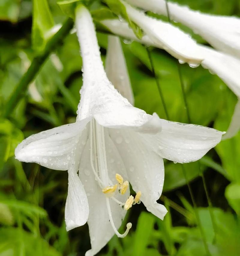 白鹤花的花语是什么？白鹤花象征着什么？