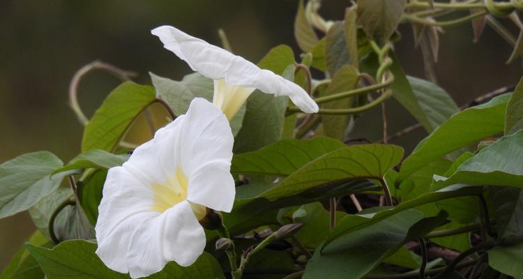 白鹤花的花语是什么？白鹤花象征着什么？