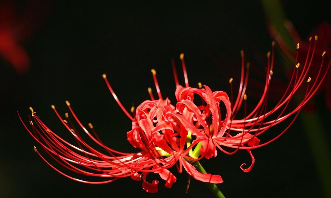 彼岸花的花语是什么？彼岸花有哪些特别含义？