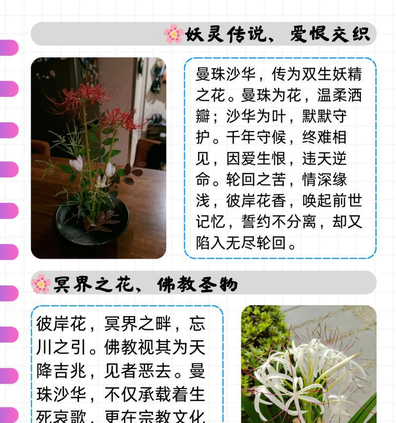 彼岸花的花语是什么？彼岸花有哪些特别含义？