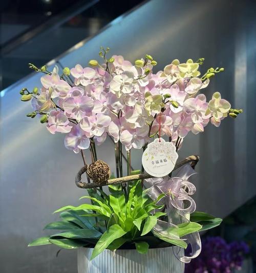 兰花花束的花语是什么？兰花花束代表什么？