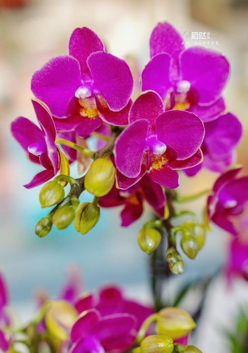 兰花花束的花语是什么？兰花花束代表什么？