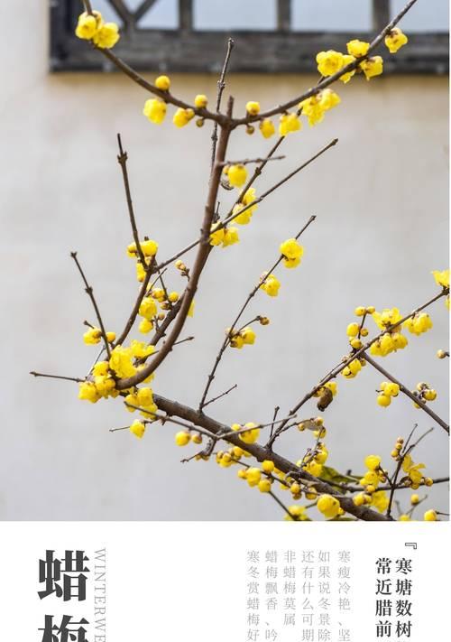盆栽腊梅花语是什么？如何用腊梅表达情感？