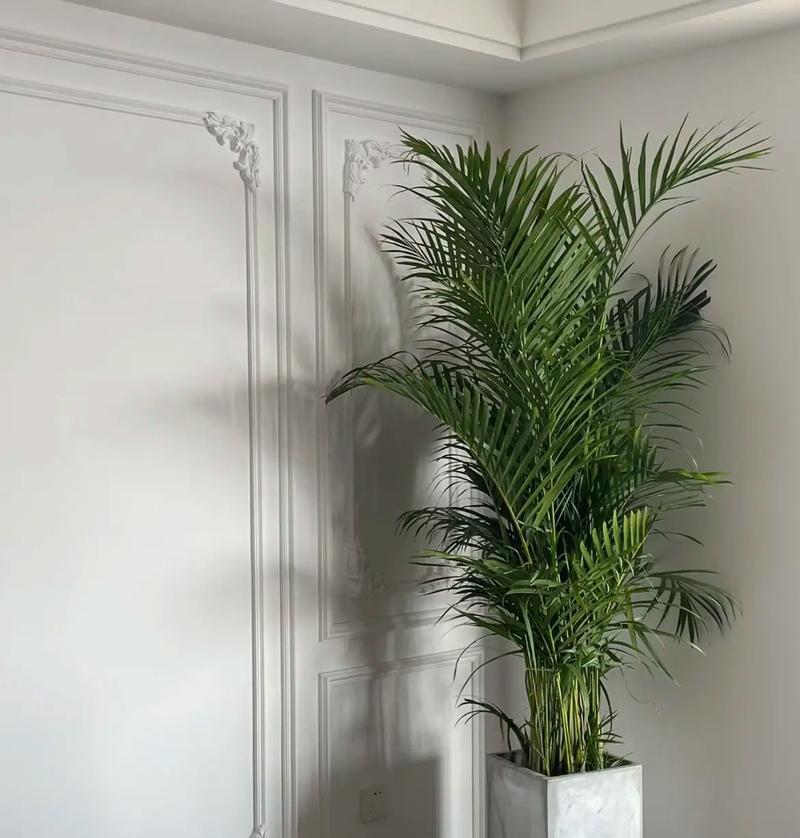 椰子真的有花语吗？椰子花语的含义是什么？