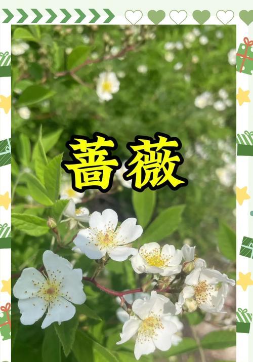 4月蔷薇花语是什么？如何用蔷薇表达爱意？