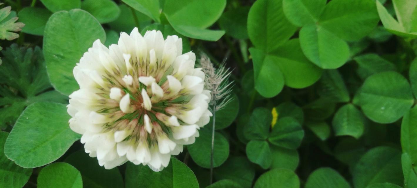 车轴草的花语是什么？它在花语文化中代表什么？