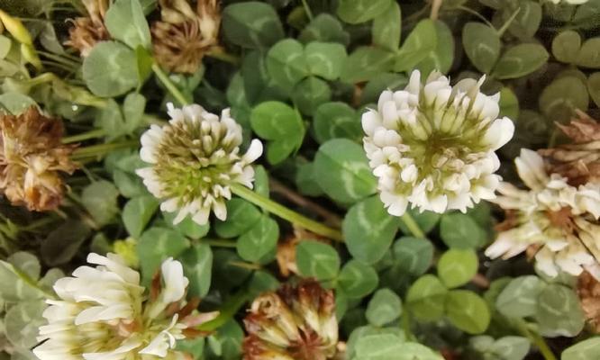 车轴草的花语是什么？它在花语文化中代表什么？
