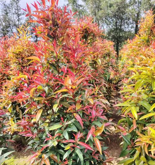 车轴草的花语是什么？它在花语文化中代表什么？