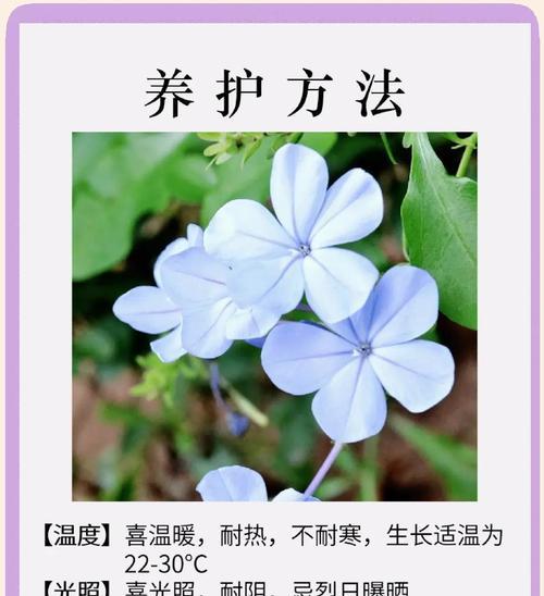 南雪花的花语是什么？南雪花象征着什么？