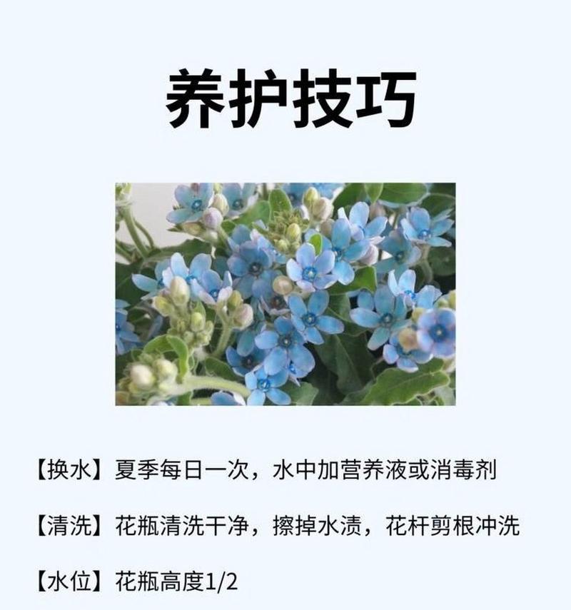 西方花语文化有哪些特点？如何理解西方的花语？
