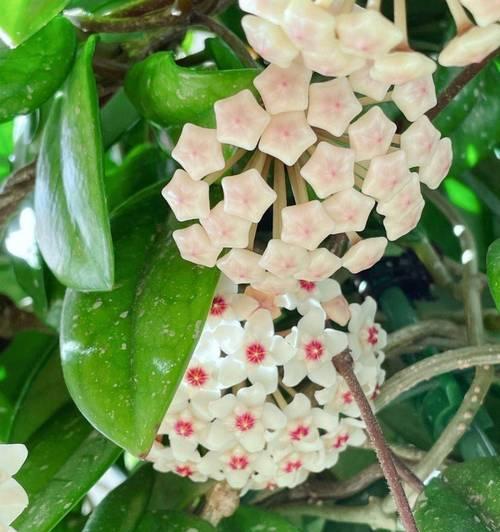 绿萝花语是什么？绿萝在花语中代表什么？