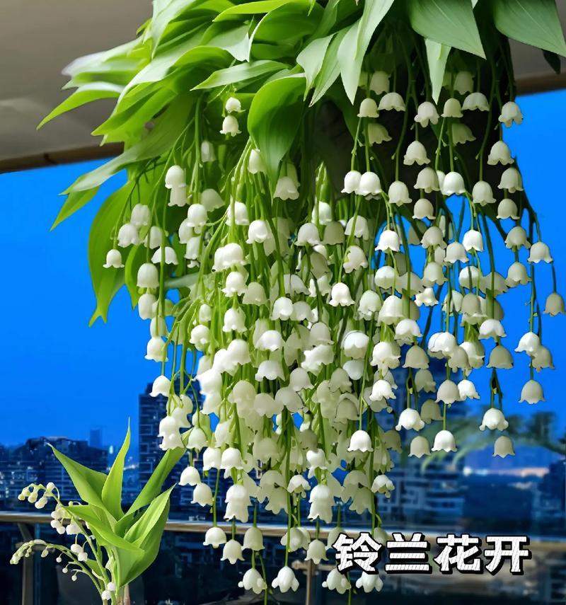 绿萝花语是什么？绿萝在花语中代表什么？
