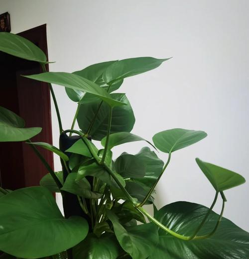 绿萝花语是什么？绿萝在花语中代表什么？