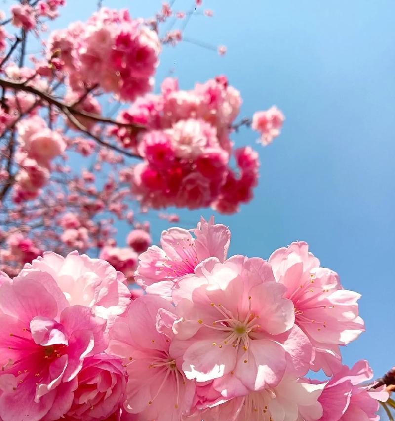 樱花有哪些花语？樱花代表的意义是什么？