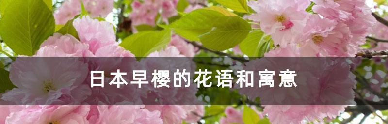 樱花有哪些花语？樱花代表的意义是什么？