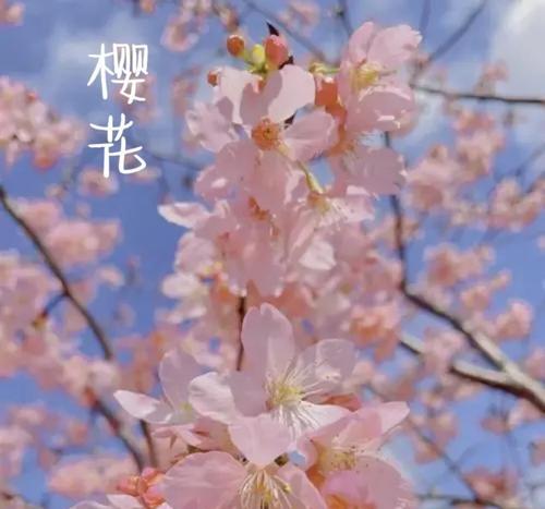 樱花有哪些花语？樱花代表的意义是什么？