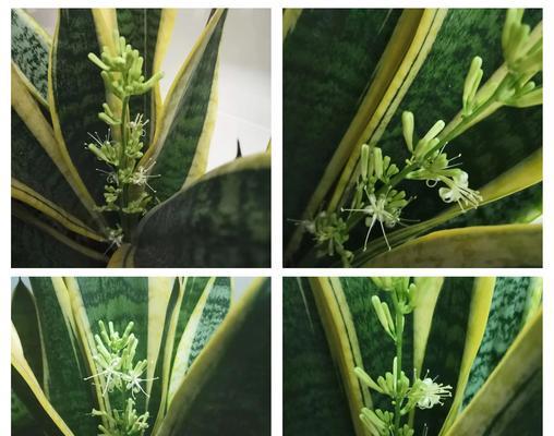 虎皮兰花的花语是什么？虎皮兰在花语中象征什么？