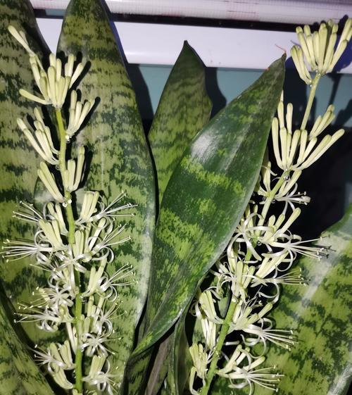 虎皮兰花的花语是什么？虎皮兰在花语中象征什么？