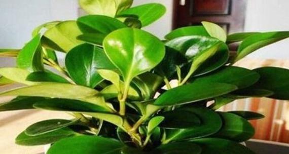 绿色掌的花语是什么？绿色掌代表了什么？
