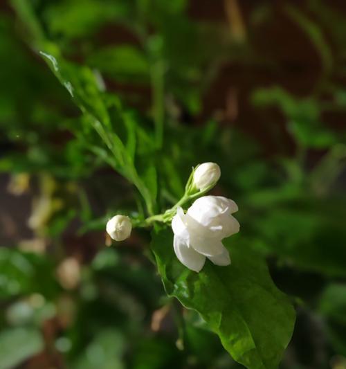 绿色掌的花语是什么？绿色掌代表了什么？