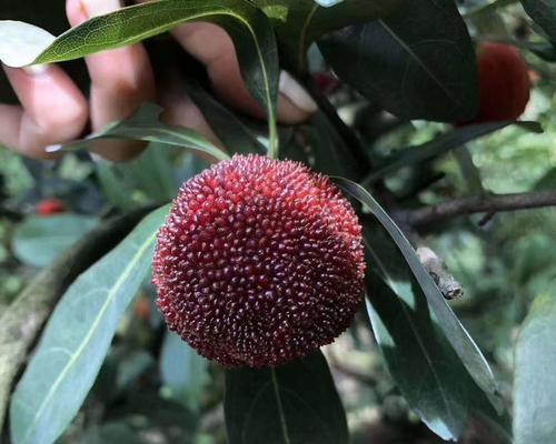 杨梅花的花语是什么？杨梅树的花语含义是什么？