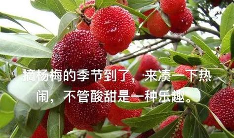 杨梅花的花语是什么？杨梅树的花语含义是什么？