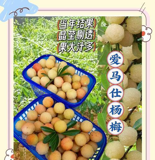 杨梅花的花语是什么？杨梅树的花语含义是什么？