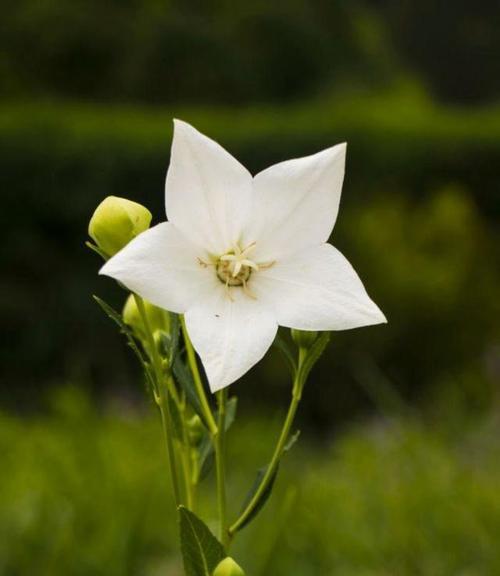 筒叶花月的花语是什么？筒叶花月象征着什么？