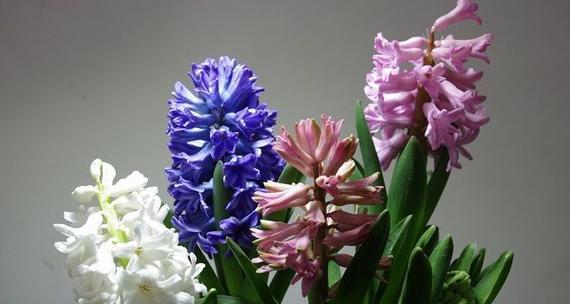 筒叶花月的花语是什么？筒叶花月象征着什么？