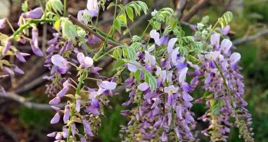 筒叶花月的花语是什么？筒叶花月象征着什么？