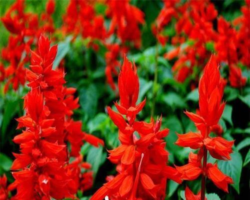 象牙红的花语是什么？象牙红代表了什么？