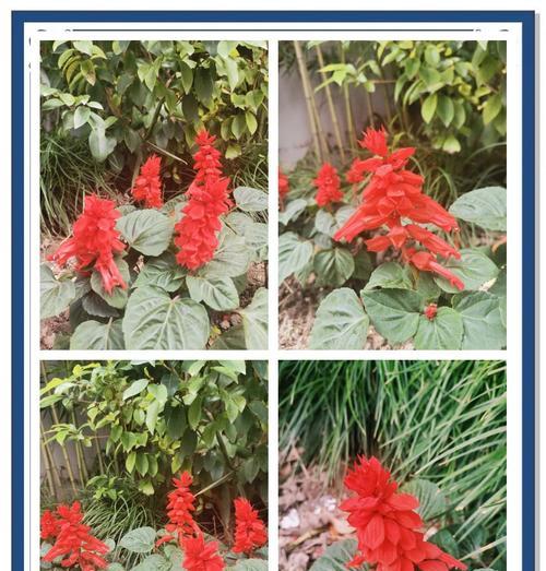 象牙红的花语是什么？象牙红代表了什么？