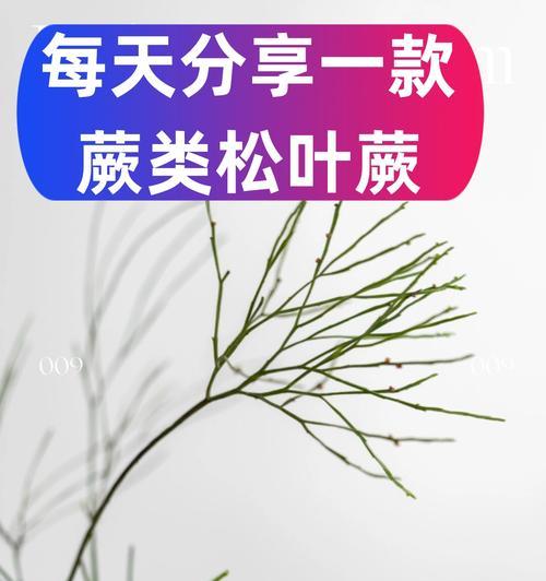 波斯蕨的花语是什么？波斯蕨代表了什么？