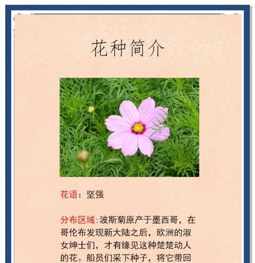 波斯蕨的花语是什么？波斯蕨代表了什么？