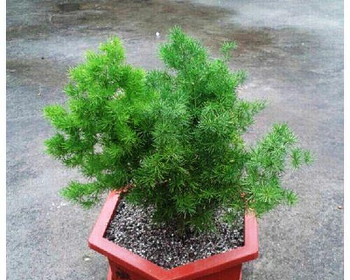 哪些盆栽有好花语？盆栽花语有哪些寓意？
