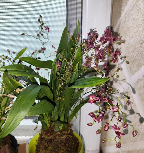 哪些盆栽有好花语？盆栽花语有哪些寓意？