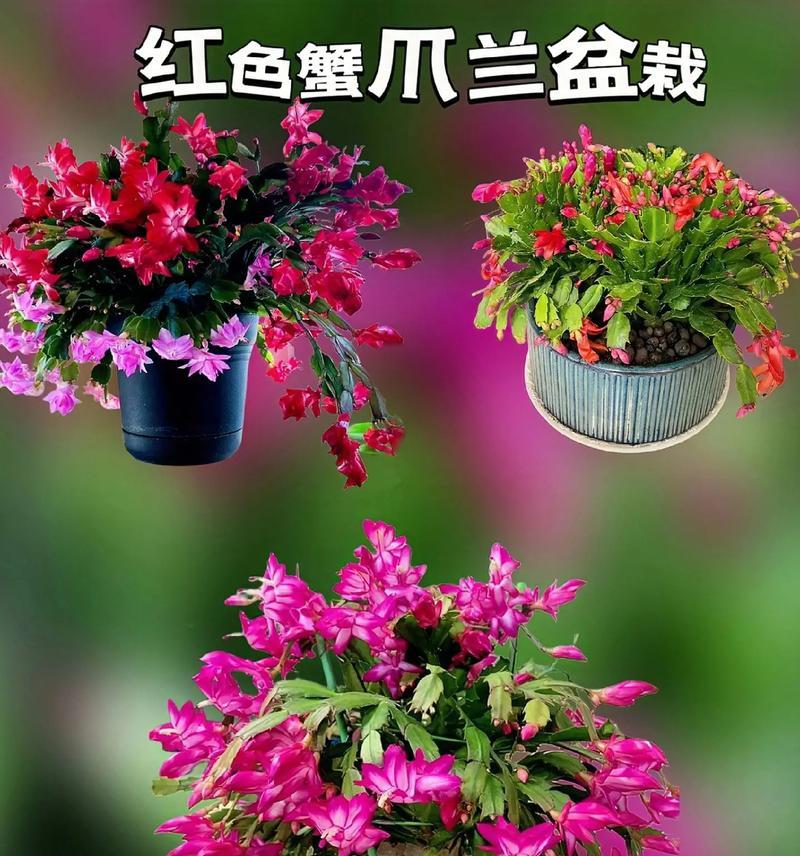 哪些盆栽有好花语？盆栽花语有哪些寓意？