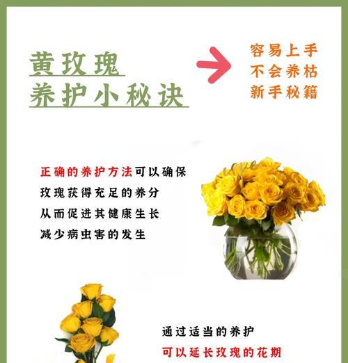 夏季玫瑰的养护要点是什么？