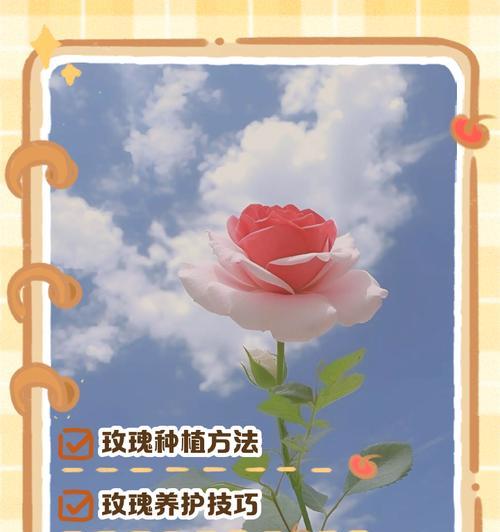 夏季玫瑰的养护要点是什么？