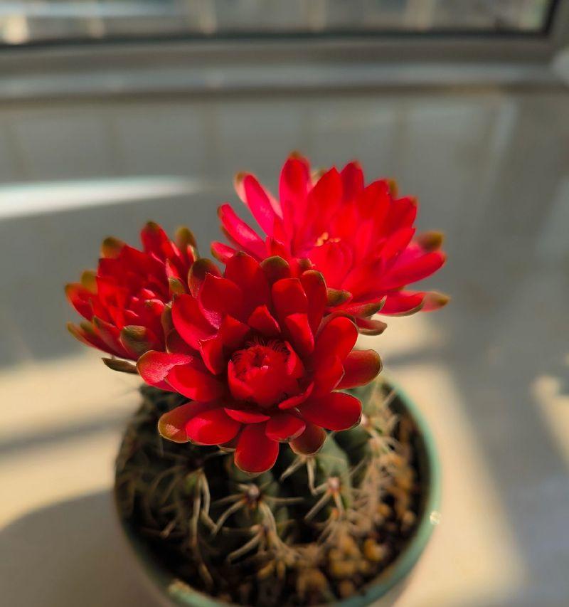 仙人球的花语和象征意义是什么？仙人球的养护要点有哪些？