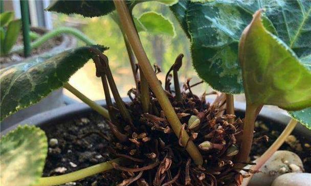 有哪些植物是休眠的？它们的休眠期如何管理？