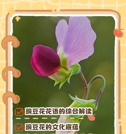 朝之霜的养殖方法是什么？如何保持其健康生长？