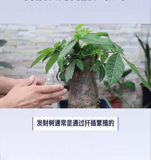 发财树怎样才能长粗？