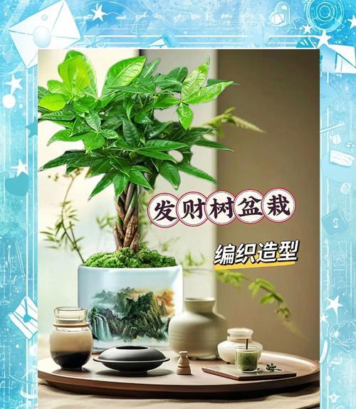 发财树怎样才能长粗？