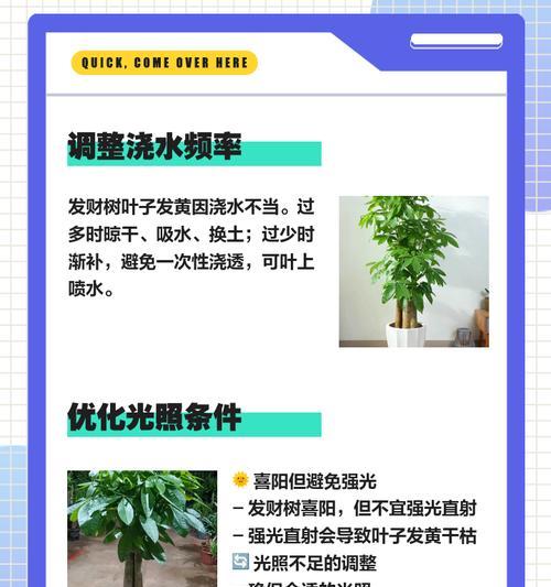 发财树落叶问题如何解决？