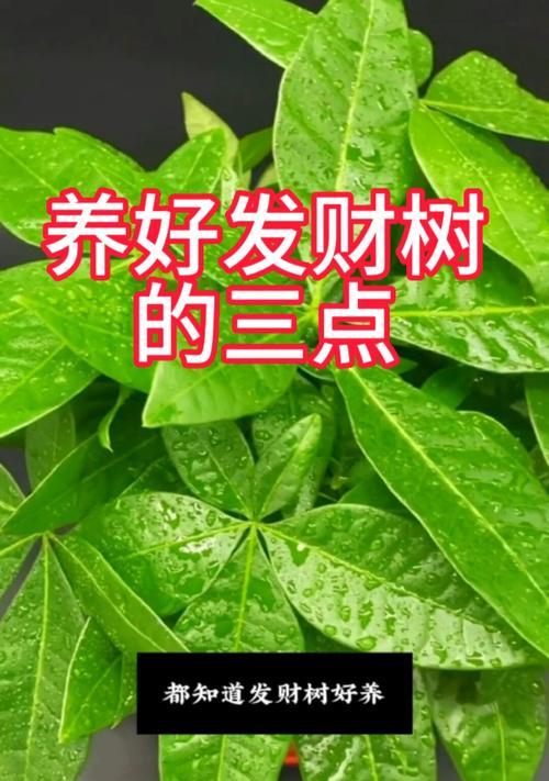 发财树落叶问题如何解决？
