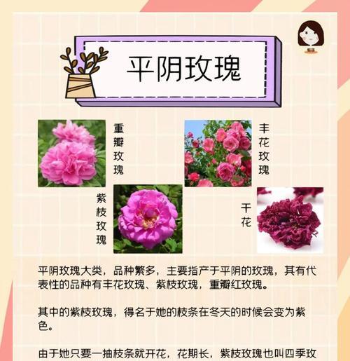 玫瑰花分株步骤和注意事项是什么？